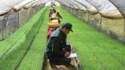 Agro Rural contribuye a la reforestación ambiental con la producción y siembra de 80.036 plantones en Incahuasi