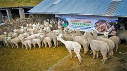 Agro Rural implementó 3.260 cobertizos en 15 regiones del país en 2024, para proteger a 391.200 cabezas de ganado