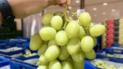 AgroMigiva cierra una gran campaña de uva de mesa e inicia la temporada de arándanos en el sur
