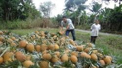 Agroquímicos en piñas del Perú podrían causar varias enfermedades crónicas