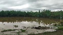 Al menos 130 hectáreas de banano se inundaron por desborde del río Tumbes