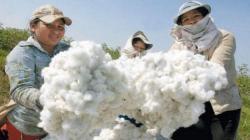 Algodón Pima peruano se cultivaría en nuevas zonas y llegaría a dos países este año
