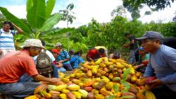 Alianza Cacao Perú mejoró la calidad de vida de más de 35.300 familias productoras, quienes incrementaron su ingreso en los últimos 5 años en un 60%