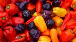 Alrededor de 11 mil pequeños productores se dedican al cultivo de capsicum en Perú