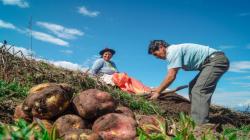 América Latina y el Caribe pueden liderar la alimentación y la agricultura mundiales