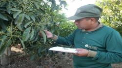 Áncash: bajas temperaturas propician aparición de hongos en cultivos de palto y mango
