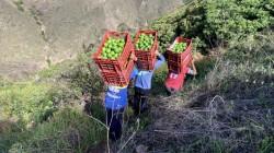 Áncash: líder nacional en exportación de palta fresca orgánica por quinto año consecutivo