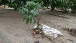 Áncash: piden rehabilitar carreteras para exportar palta y mango de Moro