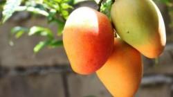 APEM: Para consolidar nuestra posición es importante que nuestra industria del mango obtenga un sello de calidad