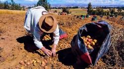 Aprobado: Lista de cultivos priorizados de la agricultura familiar para el año 2026