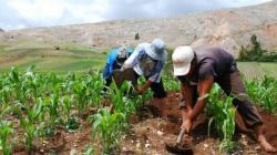 Aprueban el Plan Estratégico Sectorial Multianual del Sector Agrario y de Riego 2024-2030