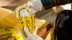 Aprueban norma técnica que impulsa la calidad, trazabilidad y competitividad del cacao peruano