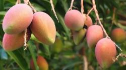 Áreas de mango en Perú no crecen