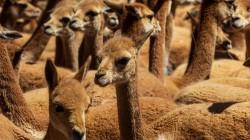 Arequipa será declarada capital de la vicuña del Perú
