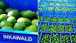 Aumento de la producción de palta de Perú no es alarmante, ya que el mercado de consumo también está aumentando exponencialmente