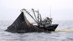 Autorizan inicio de primera temporada de pesca de anchoveta el 2024 en zona sur de Perú