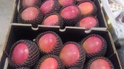 Best Fruits of Peru se consolida como el líder en la exportación de mango aéreo