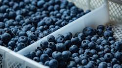 Beta impulsa el crecimiento del sector arándano en Perú con una expansión de hectáreas