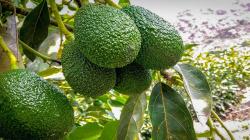 Bioestimulación para mejorar el cuajado, amarre, calibre y calidad de la palta Hass con el empleo de la tecnología ECCA Carboxy