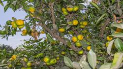 Buenos precios para la mandarina Satsuma peruana en el mercado interno en este inicio de campaña