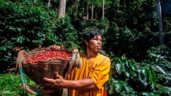 Café peruano marca récord de exportaciones, pero el valor agregado sigue pendiente