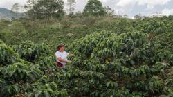 Cajamarca lidera la revolución del café sostenible y carbono neutro en Perú