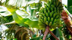 Cambio climático amenaza la producción de banana en América Latina y el Caribe