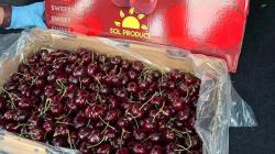 Camposol concreta con éxito su primer envío de cerezas chilenas a Estados Unidos