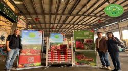Camposol concreta su primer envío de cerezas hacia China