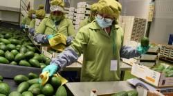 Camposol lidera las agroexportaciones peruanas en 2025 con ventas por US$ 474 millones