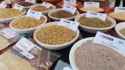 Chiclayo será sede del II Congreso Peruano de Semillas y Viveros