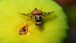 Chile: SAG confirma brote de mosca de la fruta en la Región Metropolitana