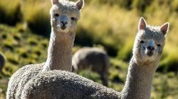 Científicos de la UNALM estudian la genética de alpacas para mejorar la calidad de su fibra