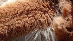 Comunidades campesinas de Puno comercializaron 188.40 kilogramos de fibra de vicuña en el mercado nacional
