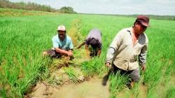 Conarroz propone que el 40% del arroz que compre el Estado sea producido en la selva