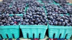 ¿Cuáles son las empresas protagonistas en la exportación de arándanos orgánicos?