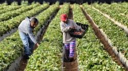 Cuando el agro crece, crece el Perú