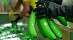 Cuando lo orgánico deja de ser garantía: el caso del banano ecuatoriano en Rumanía y Países Bajos