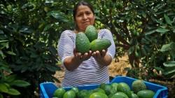 Cuatro regiones aportaron el 61.3% de la producción total de palta en marzo de 2026