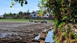 CultiVida advierte que altas temperaturas y lluvias podrían favorecer plagas en cultivos