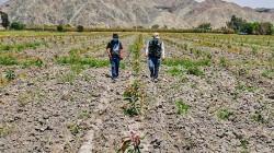 Cultivida: Escasez de lluvias en el sur y ola de calor en el norte exigen reforzar la prevención