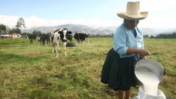 Cusco: Plan de negocio incrementará producción de leche en un 50%