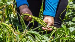 “Debemos impulsar el cultivo de frijoles, habas y otras legumbres para enfrentar problema de inseguridad alimentaria”