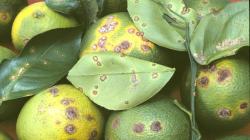 Declaran emergencia fitosanitaria en los departamentos de Ucayali y Loreto ante la presencia de la plaga Xanthomonas citri subsp. Citri