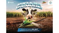 DEKALB 2037: Nuevo híbrido blanco duro de alto rendimiento de Farmex