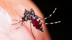«Dengue y corrupción… en Ica»