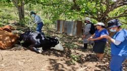 Descartan presencia de virus de la Lengua Azul en ganado bovino, ovino y caprino de Perú