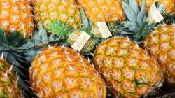 Despachos de piña peruana mostraron importante crecimiento en volumen y valor en 2025