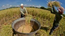 DRA Piura y especialistas analizarán variedades de arroz frente al cambio climático