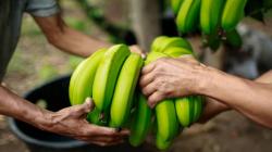 Ecuador formalizará un certificado oficial de cumplimiento del salario digno para el sector bananero